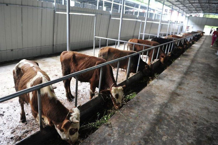 Intelligent monitoring system for IoT greenhouse environment